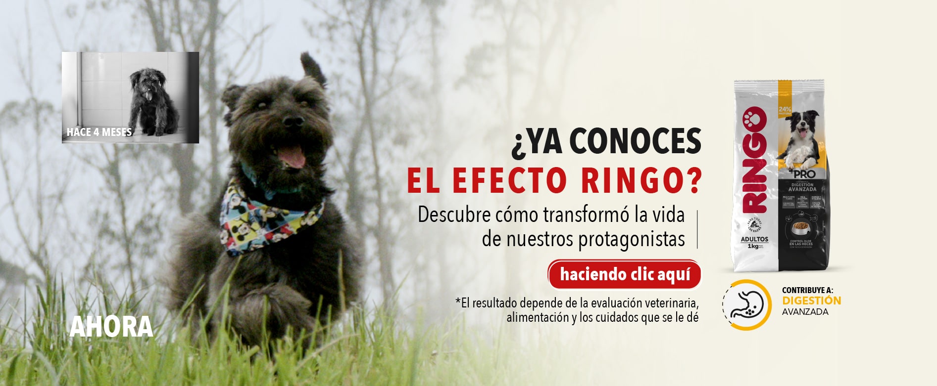 Banner efecto ringo home